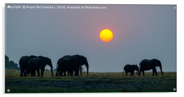 Elephants at sunset Acrylic by Angus McComiskey