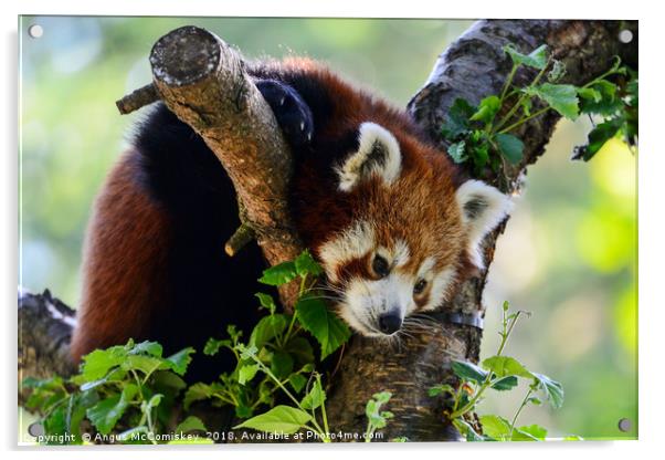 Red panda sitting in tree Acrylic by Angus McComiskey