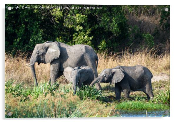 Elephants feeding on bank of Victoria Nile, Uganda Acrylic by Angus McComiskey