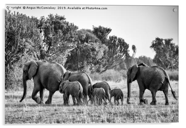 Elephants on the move Uganda mono Acrylic by Angus McComiskey