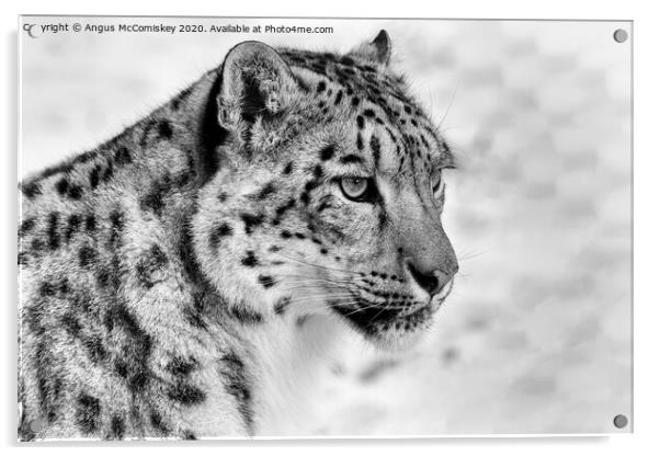 Snow leopard portrait mono Acrylic by Angus McComiskey