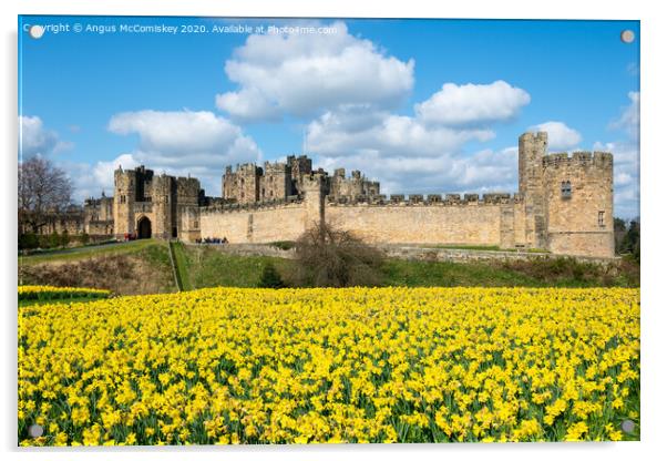 Alnwick Castle daffodils Acrylic by Angus McComiskey