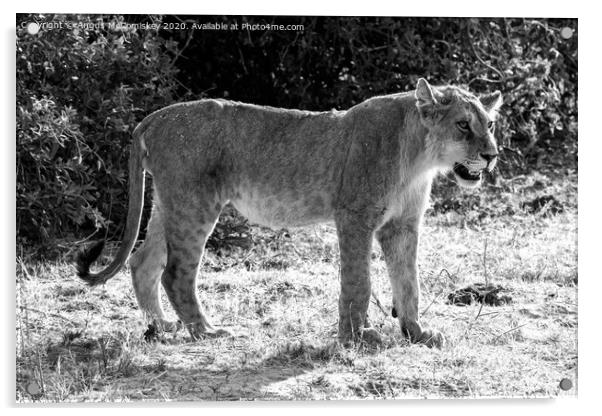 Watchful young male African lion, Botswana mono Acrylic by Angus McComiskey