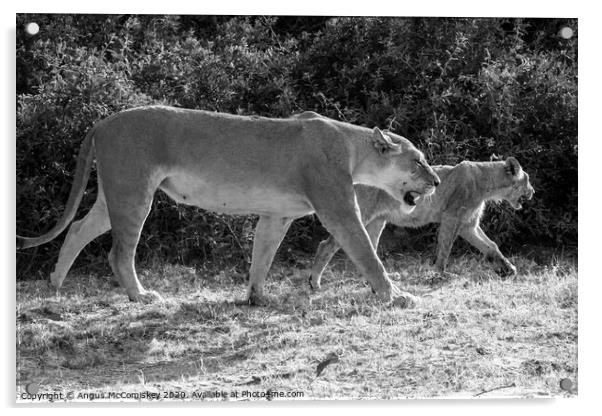 Lions on the prowl in Botswana mono Acrylic by Angus McComiskey
