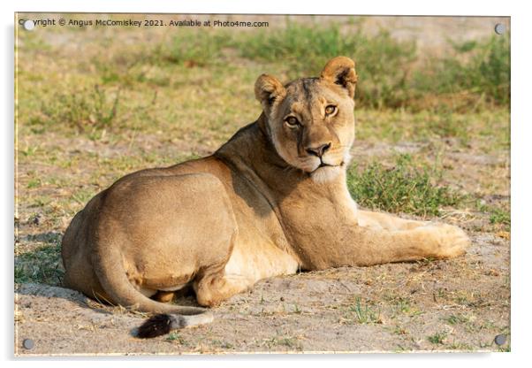 Lioness waiting for cub Acrylic by Angus McComiskey