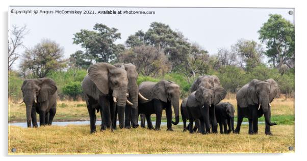 Elephants leaving river in Okavango Delta Acrylic by Angus McComiskey