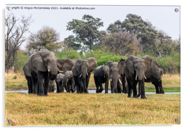 Family of Elephants leaving river, Okavango Delta Acrylic by Angus McComiskey