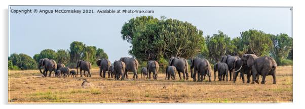Elephants on the move panorama, Uganda Acrylic by Angus McComiskey
