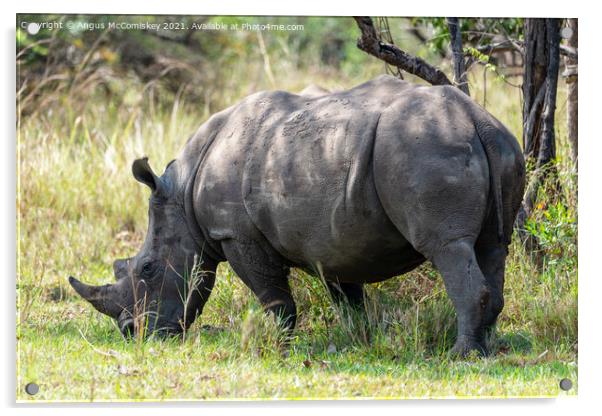 Southern White Rhino, Ziwa Rhino Sanctuary, Uganda Acrylic by Angus McComiskey