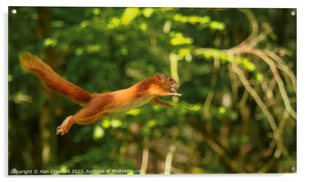Red Squirrel Jumping between Trees Acrylic by Alan Crawford