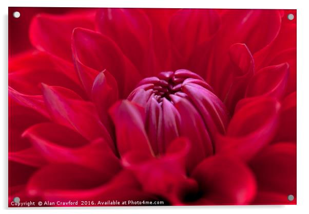 Red Dahlia Flower Acrylic by Alan Crawford