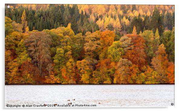 Autumn Colours, Perthshire Acrylic by Alan Crawford