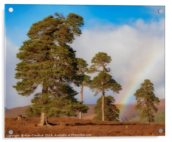 Scots Pines and Rainbow Acrylic by Alan Crawford