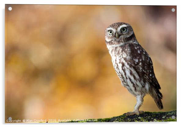 Little Owl Acrylic by Alan Crawford