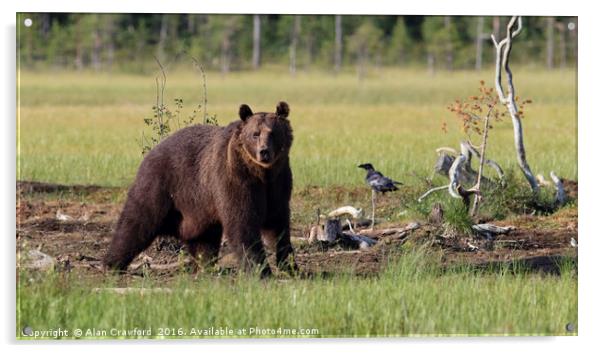 Brown Bear in Finland Acrylic by Alan Crawford