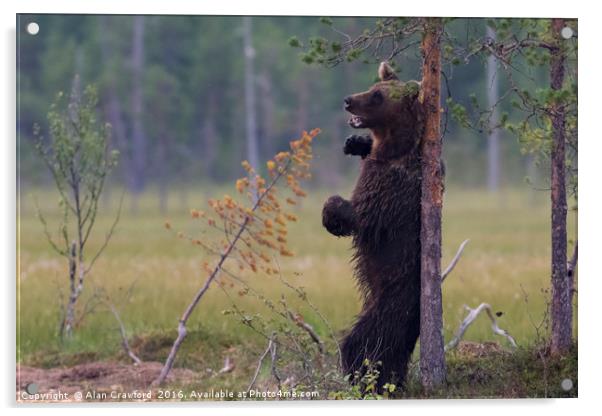Brown Bear Scratching its back Acrylic by Alan Crawford