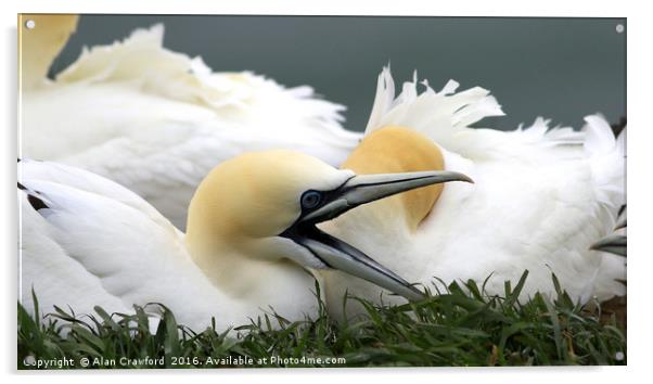 Gannets at Bempton Cliffs, England Acrylic by Alan Crawford