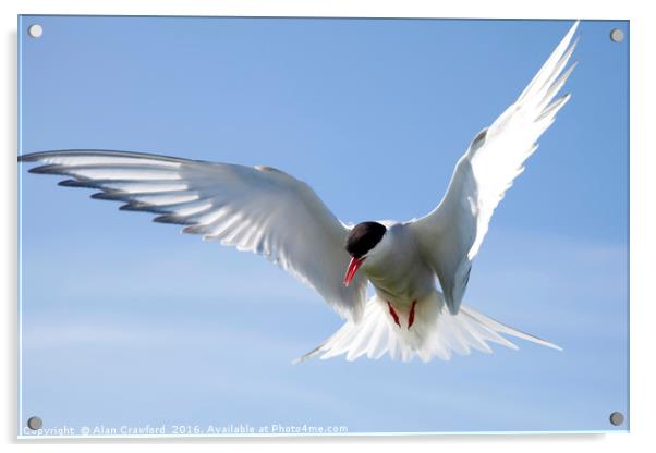 Arctic Tern Acrylic by Alan Crawford
