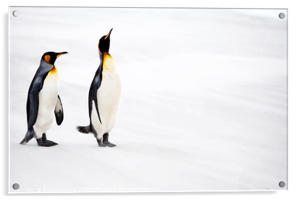 King Penguins, Falkland Islands Acrylic by Alan Crawford