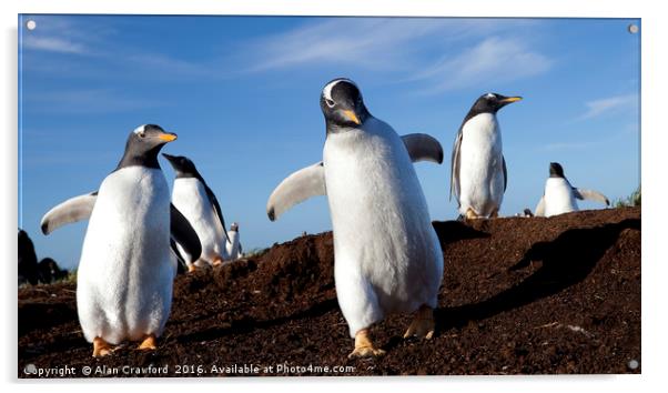 Gentoo Penguins on the Falkland Islands Acrylic by Alan Crawford