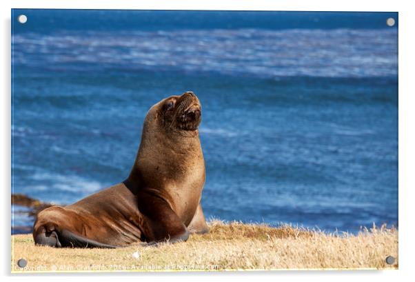 South American Sea Lion, Falkland Islands Acrylic by Alan Crawford