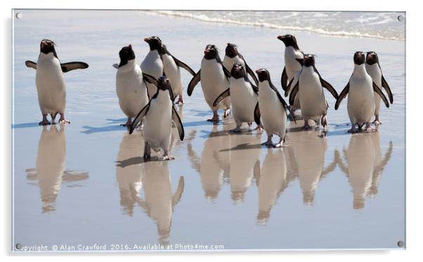 Rockhopper Penguin, Falkland Islands Acrylic by Alan Crawford