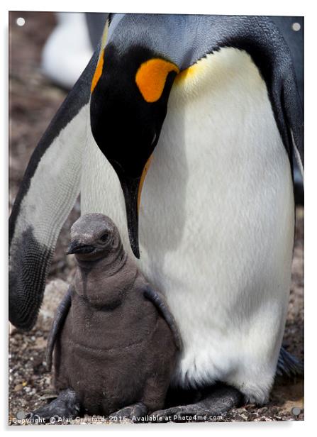 King Penguin with chick, Falkland Islands Acrylic by Alan Crawford