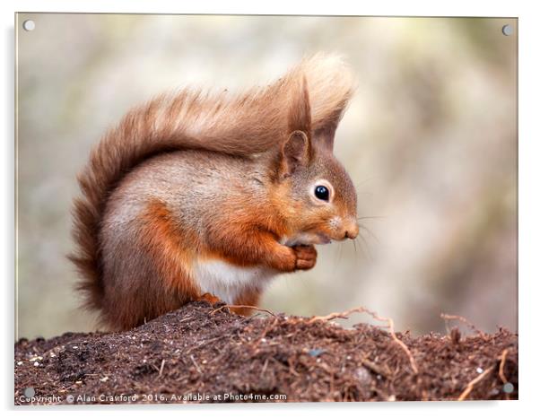 Red Squirrel (Sciurus vulgaris), England Acrylic by Alan Crawford