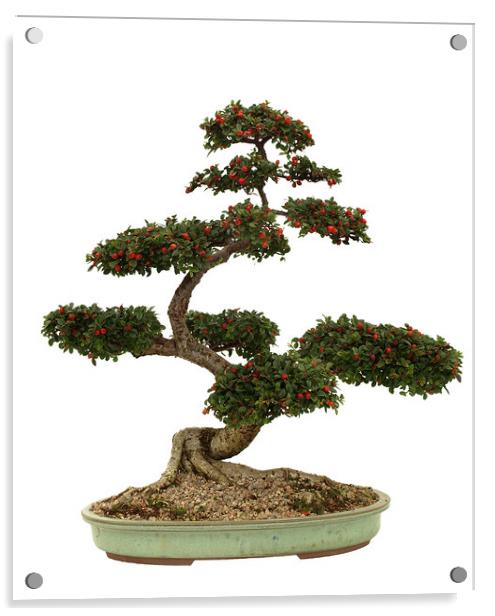 Cotoneaster Bonsai on white Acrylic by Alan Crawford