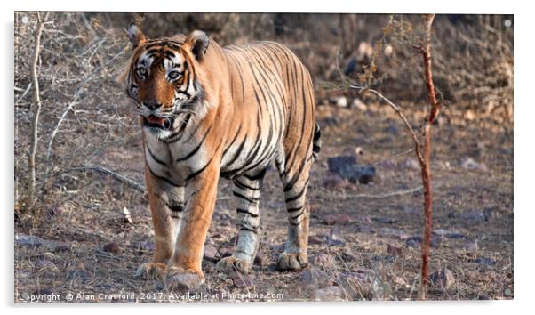 Bengal Tiger Acrylic by Alan Crawford