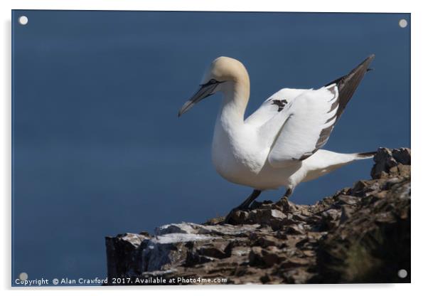 Gannet on the Cliffs at Troup Head, Scotland Acrylic by Alan Crawford