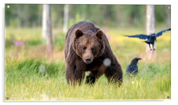 European Brown Bear, Finland Acrylic by Alan Crawford