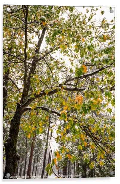 Fall and Winter Acrylic by Jamie Pham