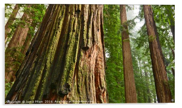 The beautiful and massive giant redwoods, Sequoia  Acrylic by Jamie Pham