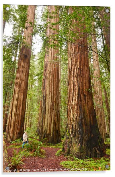The beautiful and massive giant redwoods, Sequoia  Acrylic by Jamie Pham