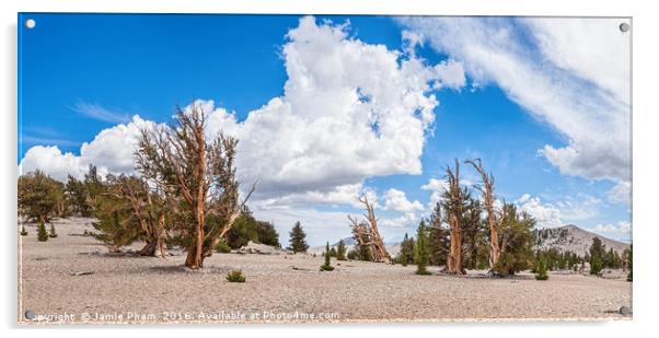 Dramatic view of the Ancient Bristlecone Pine Fore Acrylic by Jamie Pham