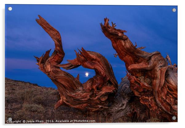 Dramatic view of the Ancient Bristlecone Pine Fore Acrylic by Jamie Pham
