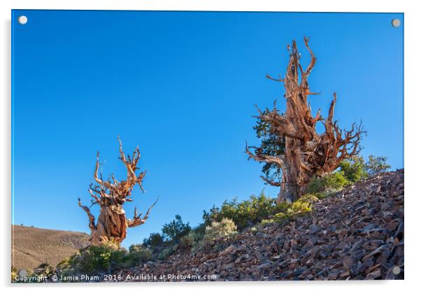 Dramatic view of the Ancient Bristlecone Pine Fore Acrylic by Jamie Pham