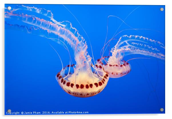 Large jellyfish, Atlantic Sea Nettle Acrylic by Jamie Pham