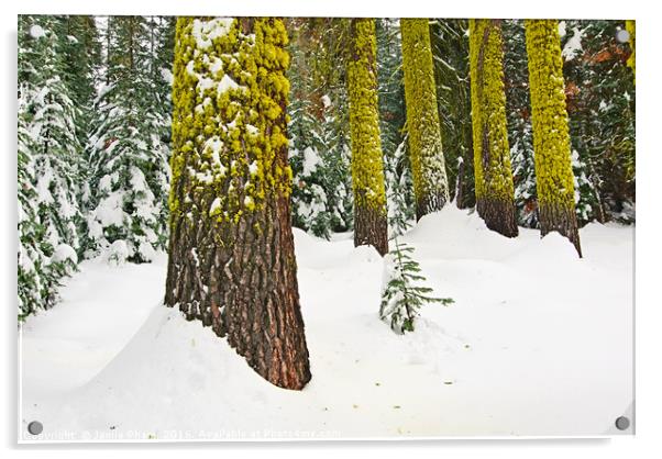 Winter Wonderland of Badger Pass in Yosemite Natio Acrylic by Jamie Pham