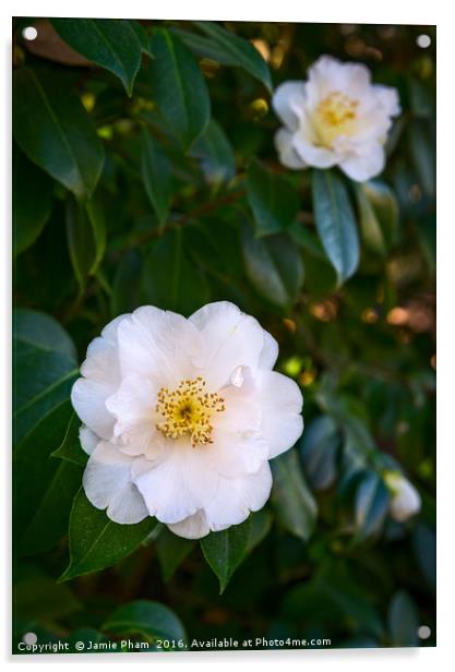 Beautiful Camellia japonica, Queen Bessie flower. Acrylic by Jamie Pham