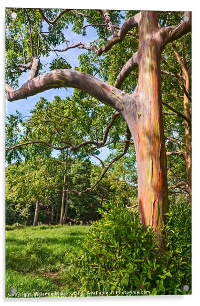 The colorful and magical Rainbow Eucalyptus tree Acrylic by Jamie Pham