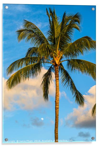 Beautiful coconut palm trees found on Maui, Hawaii Acrylic by Jamie Pham