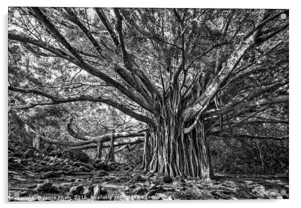 The large and majestic banyan tree located on the  Acrylic by Jamie Pham