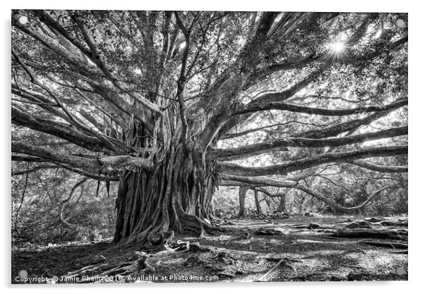 The large and majestic banyan tree located on the  Acrylic by Jamie Pham