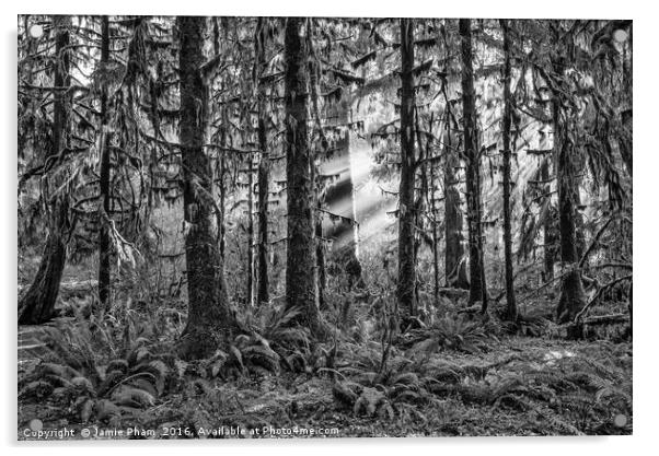 The Hoh Rainforest of Olympic National Park in Was Acrylic by Jamie Pham