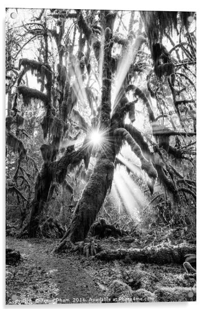 The Hoh Rainforest of Olympic National Park in Was Acrylic by Jamie Pham