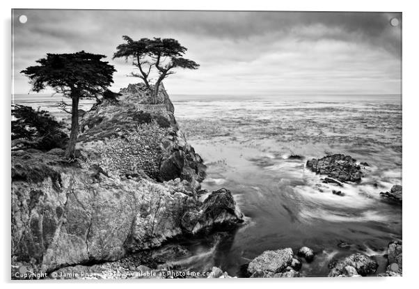 The famous Lone Cypress tree at Pebble Beach in Mo Acrylic by Jamie Pham