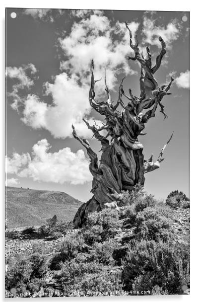 Dramatic view of the Ancient Bristlecone Pine Fore Acrylic by Jamie Pham