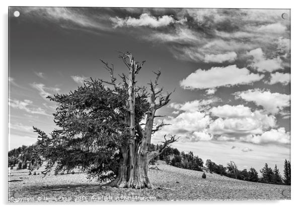 Dramatic view of the Ancient Bristlecone Pine Fore Acrylic by Jamie Pham